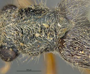 Media type: image;   Entomology 3565 Aspect: pronotum dorsal